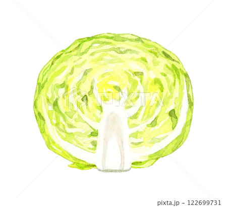 半分にカットしたキャベツ　フレッシュな野菜の手描き水彩イラスト素材 122699731