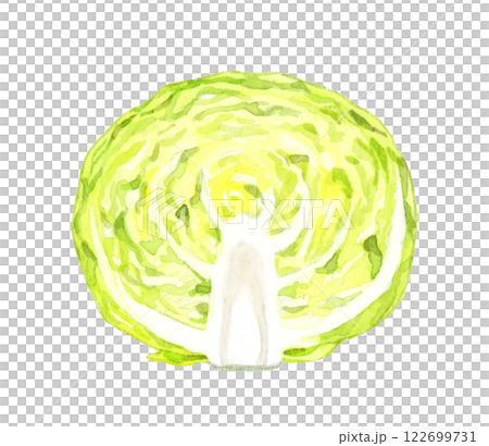 半分にカットしたキャベツ　フレッシュな野菜の手描き水彩イラスト素材 122699731