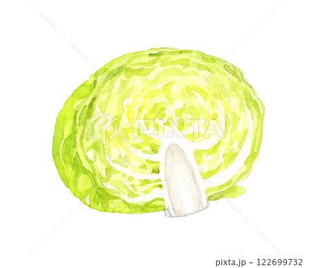 半分にカットしたキャベツ　フレッシュな野菜の手描き水彩イラスト素材 122699732
