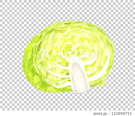 半分にカットしたキャベツ　フレッシュな野菜の手描き水彩イラスト素材 122699732