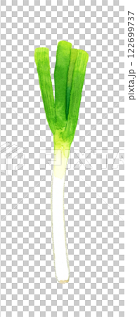 長ねぎ　フレッシュな野菜の手描き水彩イラスト素材 122699737
