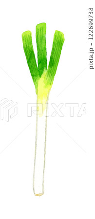 長ねぎ フレッシュな野菜の手描き水彩イラスト素材 長ねぎ フレッシュな野菜の手描き水彩イラスト素材 122699738