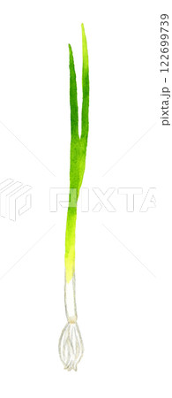 万能ねぎ(小ねぎ・細ねぎ) フレッシュな野菜の手描き水彩イラスト素材 万能ねぎ(小ねぎ・細ねぎ) フレッシュな野菜の手描き水彩イラスト素材 122699739