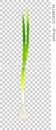 萬能蔥（青蔥、細蔥） 新鮮蔬菜的手繪水彩插圖 122699739