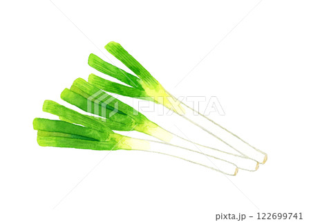 長ねぎ フレッシュな野菜の手描き水彩イラスト素材 長ねぎ フレッシュな野菜の手描き水彩イラスト素材 122699741