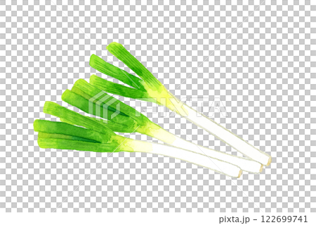 長ねぎ フレッシュな野菜の手描き水彩イラスト素材 長ねぎ フレッシュな野菜の手描き水彩イラスト素材 122699741