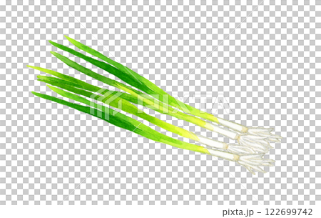 All-purpose green onion (small green onion, thin green onion) Hand-drawn watercolor illustration of fresh vegetables All-purpose green onion (small green onion, thin green onion) Hand-drawn watercolor illustration of fresh vegetables 122699742