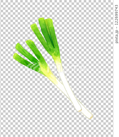 長ねぎ フレッシュな野菜の手描き水彩イラスト素材 長ねぎ フレッシュな野菜の手描き水彩イラスト素材 122699743