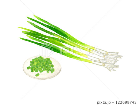小口ねぎ(万能ねぎ・小ねぎ・細ねぎ) フレッシュな野菜の手描き水彩イラスト素材 小口ねぎ(万能ねぎ・小ねぎ・細ねぎ) フレッシュな野菜の手描き水彩イラスト素材 122699745
