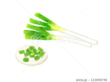 長ねぎ（薬味）　フレッシュな野菜の手描き水彩イラスト素材 122699746
