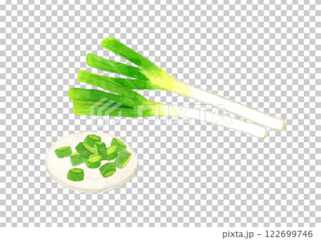 Spring onion (condiment) Hand-drawn watercolor illustration of fresh vegetables Spring onion (condiment) Hand-drawn watercolor illustration of fresh vegetables 122699746