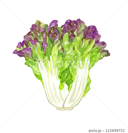 サニーレタス フレッシュな野菜の手描き水彩イラスト素材 サニーレタス フレッシュな野菜の手描き水彩イラスト素材 122699752