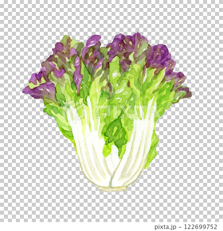 サニーレタス フレッシュな野菜の手描き水彩イラスト素材 サニーレタス フレッシュな野菜の手描き水彩イラスト素材 122699752
