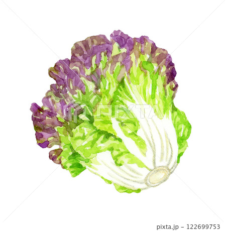 サニーレタス　フレッシュな野菜の手描き水彩イラスト素材 122699753