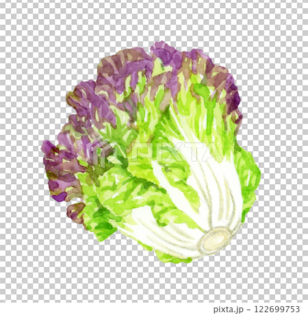 Sunny lettuce - fresh vegetable hand-drawn watercolor illustration 122699753