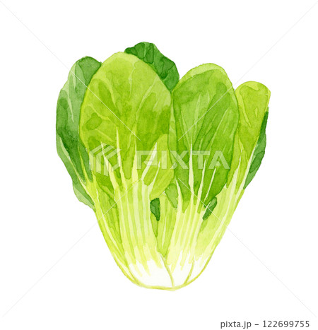 チンゲン菜　フレッシュな野菜の手描き水彩イラスト素材 122699755