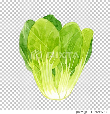 チンゲン菜　フレッシュな野菜の手描き水彩イラスト素材 122699755