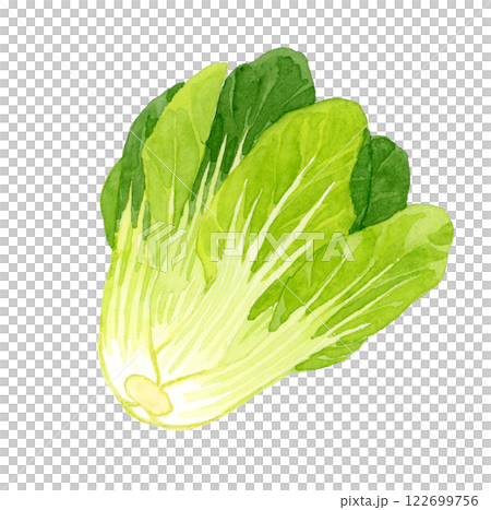 白菜-新鮮蔬菜手繪水彩插畫 白菜-新鮮蔬菜手繪水彩插畫 122699756