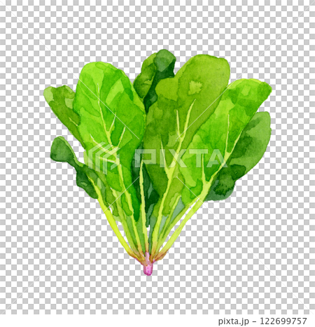 菠菜-新鮮蔬菜手繪水彩插畫 菠菜-新鮮蔬菜手繪水彩插畫 122699757
