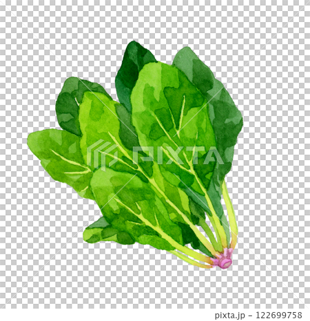 ホウレンソウ フレッシュな野菜の手描き水彩イラスト素材 ホウレンソウ フレッシュな野菜の手描き水彩イラスト素材 122699758