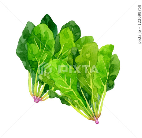 ホウレンソウ　フレッシュな野菜の手描き水彩イラスト素材 122699759