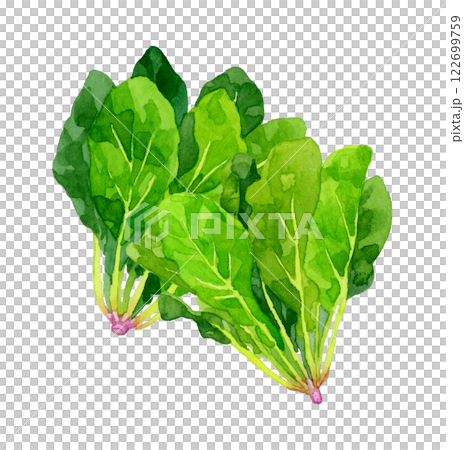ホウレンソウ　フレッシュな野菜の手描き水彩イラスト素材 122699759