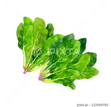 ホウレンソウ　フレッシュな野菜の手描き水彩イラスト素材 122699760