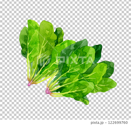 ホウレンソウ　フレッシュな野菜の手描き水彩イラスト素材 122699760
