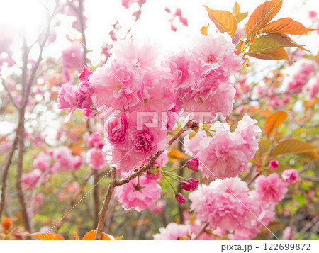 梅の花 122699872