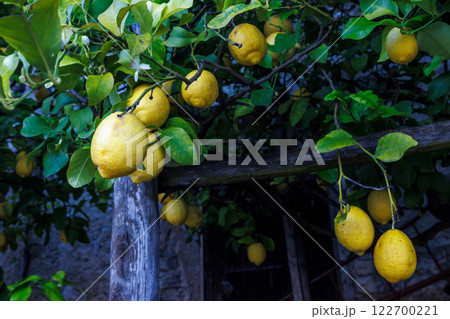Lemones on trees in Limone Sul Garda town on shore of Lake Garda, Italy, Europe. 122700221