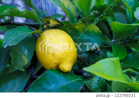 Lemone on tree in Limone Sul Garda town on shore of Lake Garda, Italy, Europe. Lemone on tree in Limone Sul Garda town on shore of Lake Garda, Italy, Europe. 122700231