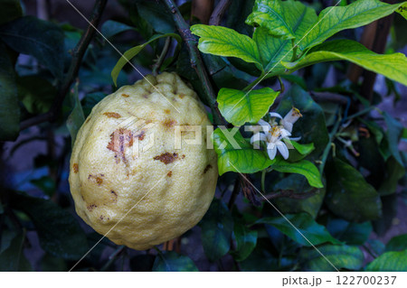 Lemone on tree in Limone Sul Garda town on shore of Lake Garda, Italy, Europe. 122700237