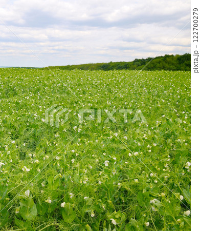 Green field with flowering peas and blue sky. 122700279