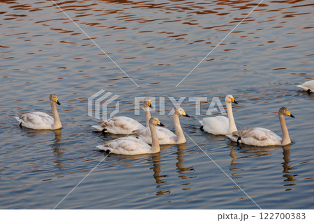 川面に浮かぶ白鳥 122700383