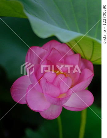 蓮花 122700390
