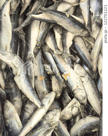 Freshly caught fish gathered in a bustling market during the morning hours Freshly caught fish gathered in a bustling market during the morning hours 122701221