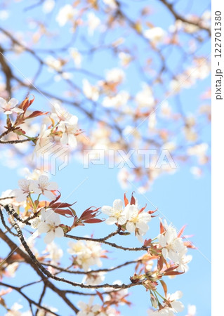 サトザクラ 122701380