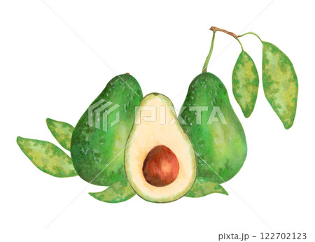 Whole and half avocado with leaves. Fruit composition. Watercolor and marker illustration. Hand drawn isolated art. Botanical vegetable sketch for food packaging or recipes. Healthy vegetarian food. 122702123