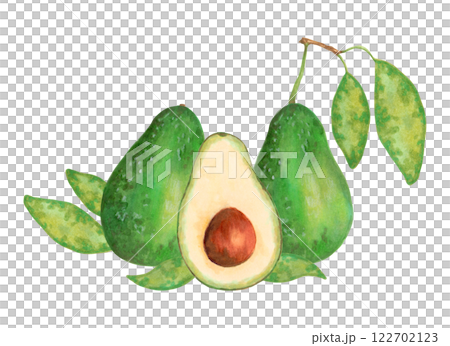 Whole and half avocado with leaves. Fruit composition. Watercolor and marker illustration. Hand drawn isolated art. Botanical vegetable sketch for food packaging or recipes. Healthy vegetarian food. 122702123
