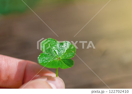 a child's hand holds a plucked green four-leaf clover, a symbol of good luck, with copy space a child's hand holds a plucked green four-leaf clover, a symbol of good luck, with copy space 122702410
