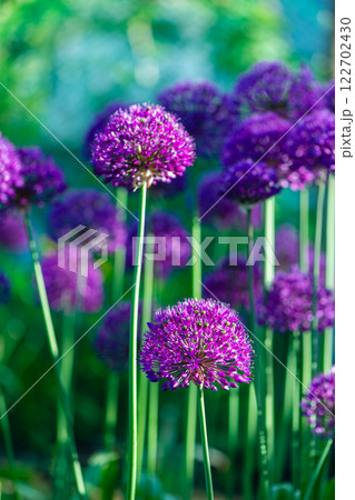 Beautiful natural background, pink, purple ornamental garlic in the garden Beautiful natural background, pink, purple ornamental garlic in the garden 122702430