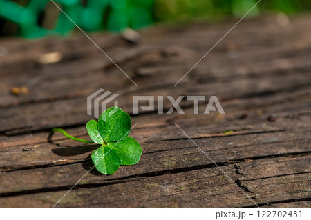 Four-leaf clover on a natural wooden background, a symbol of good luck, with copy space Four-leaf clover on a natural wooden background, a symbol of good luck, with copy space 122702431