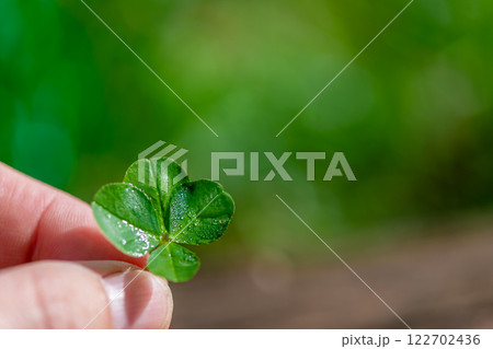 a child's hand holds a plucked green four-leaf clover, a symbol of good luck, with copy space a child's hand holds a plucked green four-leaf clover, a symbol of good luck, with copy space 122702436