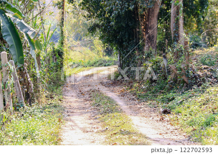 A winding dirt road surrounded by tall, shady trees leads to remote farmlands. This peaceful rural scene highlights the connection between nature and agricultural life. A winding dirt road surrounded by tall, shady trees leads to remote farmlands. This peaceful rural scene highlights the connection between nature and agricultural life. 122702593