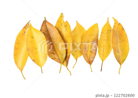 Cutout of yellow leaves with insect holes and dark spots on white background with clipping paths. Cutout of yellow leaves with insect holes and dark spots on white background with clipping paths. 122702600
