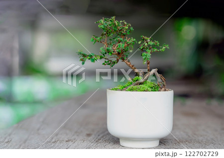 Phyllodium pulchellum in ceramic pots used to create bonsai 122702729