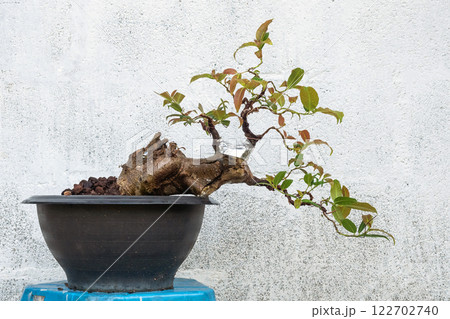 Ficus benghalensis tree in the process of creating a bonsai. 122702740
