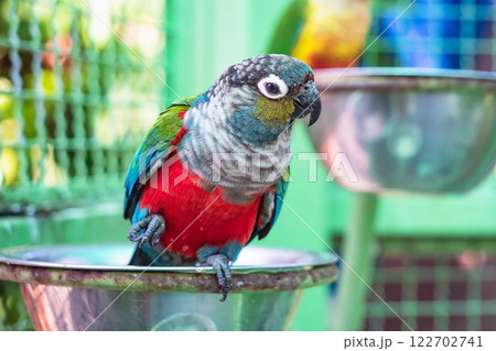 Close up of a colorful parrot. Selective focus. Close up of a colorful parrot. Selective focus. 122702741