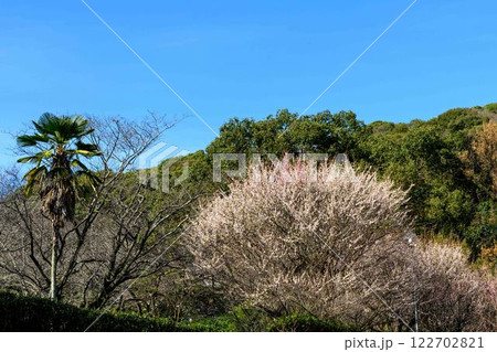 美しい梅の花が開花する季節に映える谷尾崎梅林公園(熊本市) 美しい梅の花が開花する季節に映える谷尾崎梅林公園(熊本市) 122702821