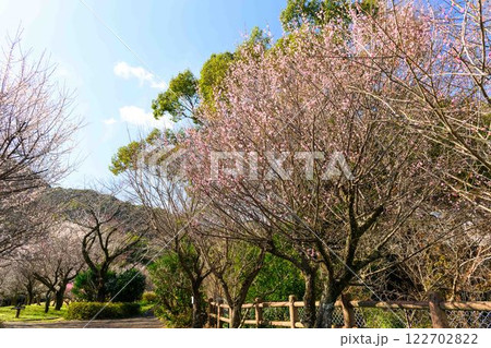 美しい梅の花が開花する季節に映える谷尾崎梅林公園(熊本市) 122702822
